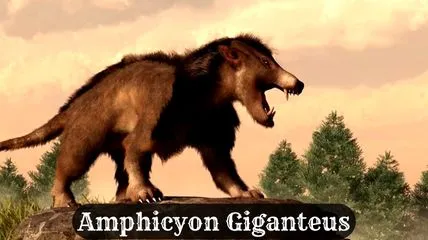 Animated visual of Amphicyon Giganteus