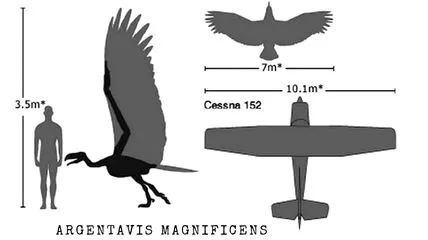 Comparing Argentavis Magnificens dimension with human and plan