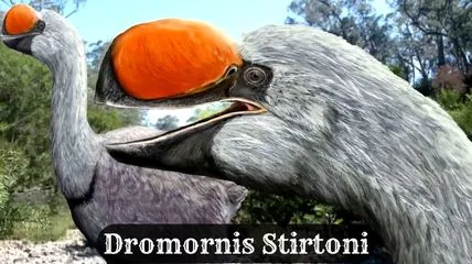 How Dromornis Stirtoni look like