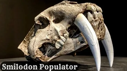 Skull of Smilodon Populator