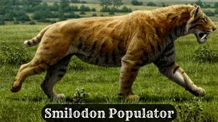 How Smilodon Populator really look like