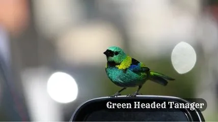 Green Headed Tanager bird in Brazil forest