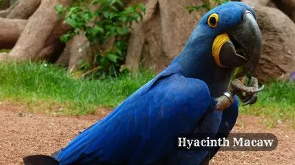 Hyacinth Macaw bird in Brazil forest