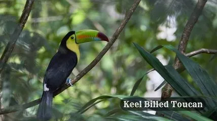 Keel Billed Toucan bird in American Forest