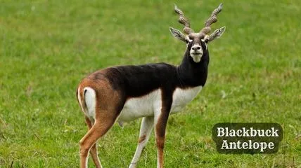 Blackbuck Antelope standing in grassland