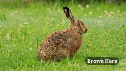 Brown Hare in a grassland