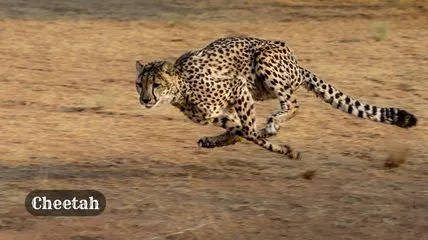 Running Cheetah - fastest animal in the world