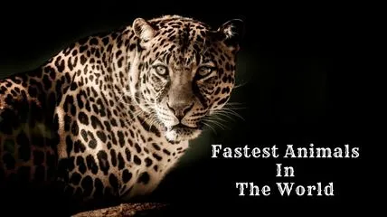 Fastest Animals In The World