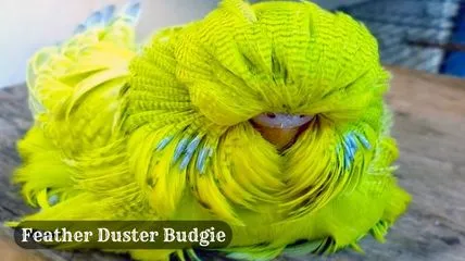 One of the top most unique bird Feather Duster Budgie as a pet in a house