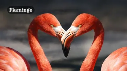 love birds Flamingo