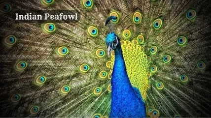 Indian Peafowl in a forest