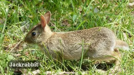 Jackrabbit on grassland. Jackrabbit is the fastest rabbit in the world