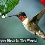 Most Unique Birds In The World