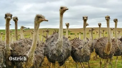 group of Ostrich. The Ostrich is the fastest bird on land in the world