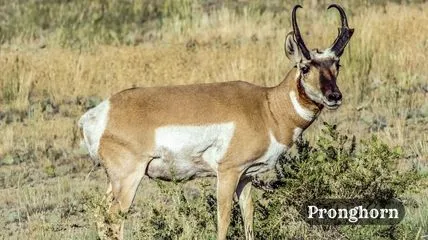 Pronghorn standing in the forest