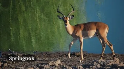 Springbok standing near river