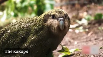 The unique bird kakapo in a forest