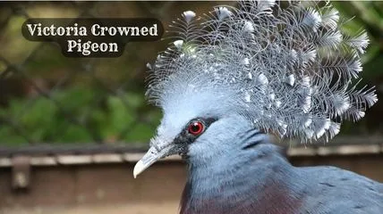 Victoria Crowned Pigeon in a cage