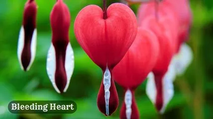 Bleeding Heart flower is also the most beautiful flowers in the world