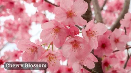 Cherry Blossom in pink shade is most beautiful flower in the world