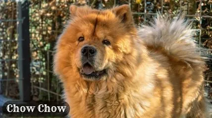 Chow Chow dog breed