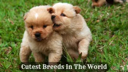 Cutest Dog Breeds In The World