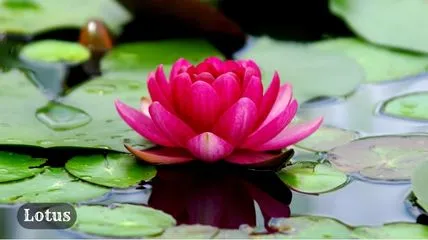 Lotus flower is the most beautiful flower in the world