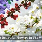 most beautiful flowers in the world