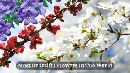 most beautiful flowers in the world