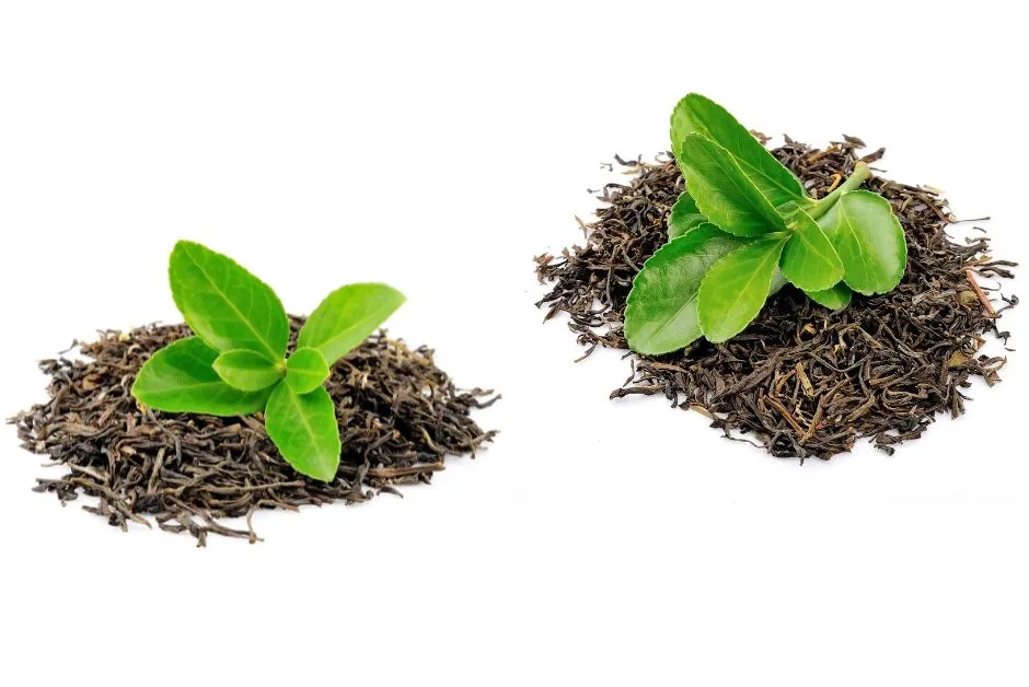 Fresh green tea leaves placed on dried tea leaves, rich in antioxidants and known as one of the best foods for clear skin.